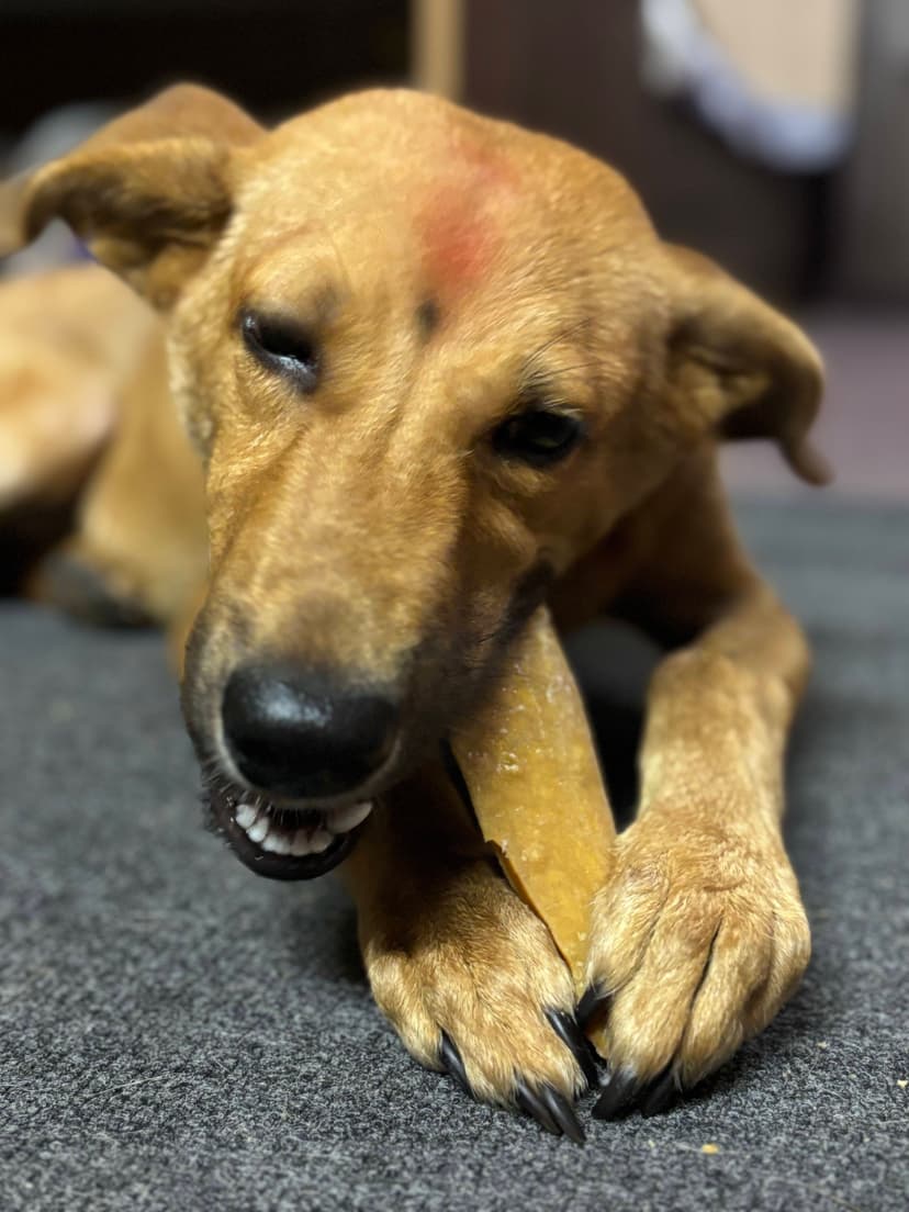 Dog enjoying chhurpi from banstola brothers